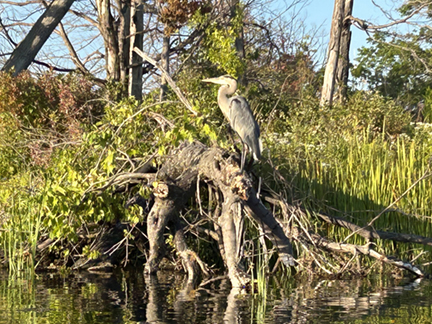 Blue Heron